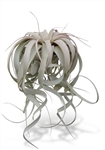 Tillandsia Xerographica XL 8-12"+ Air Plants