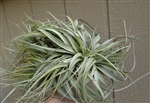 Tillandsia Xerographica x Capitata Crested Form Air Plant