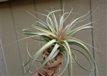 Tillandsia Xerographica x Concolor