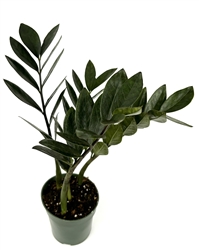 Raven ZZ Plant Low Maintenance Houseplant Large 8"-12" Tall, 4" Pot